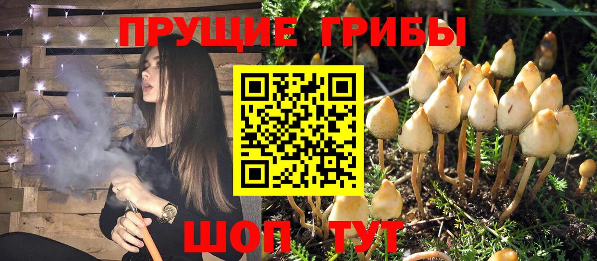 Псилоцибиновые грибы мицелий Владивосток